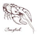 Hand Drawn Vintage Illustration Of Crayfish On White Background. Engraved Crawfish Graphic. Ink Sketch Of Seafood. Outline