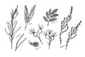 Hand drawn vintage illustration - herbs and spices (sage, tarragon, wild rose and thyme). Vector