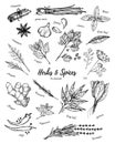 Hand drawn vintage illustration - herbs and spices. Vector