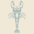 Hand drawn of vintage lobster isolated on white background in blue color