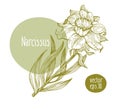 Hand drawn vintage narcissus. Vector blooming flower. Botanical illustration. Can be use for wedding invitations and