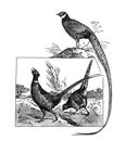 Hand drawn vintage or retro pheasant man and woman / Antique engraved illustration from from La Rousse XX Sciele