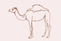 Graphical vintage sketch of camel , vector lined illustration, doodle drawing