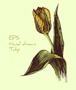 Hand drawn vintage vector tulip illustration. Hand drawn colorfull illustration of Tulip flower. Spring Tulip flower graphic. Royalty Free Stock Photo