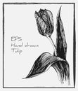 Hand drawn vintage vector tulip illustration. Hand drawn ink illustration of Tulip flower. Spring Tulip flower graphic. black Royalty Free Stock Photo