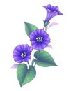 Hand Drawn Violet Bindweed Flower with Leaves