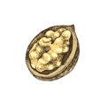 Hand drawn walnut kernel in broken shell