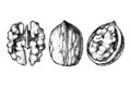 Hand drawn walnut nuts