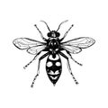 Hand drawn wasp isolated on white. Vector illustration in sketch style