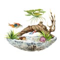 Hand drawn watercolor aquarium fish, algae, sealife with bog wood. Marine exotic underwater illustration. Isolated on