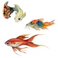 Hand drawn watercolor aquarium tropical fish guppy and sealife. Marine exotic underwater illustration. Isolated object Royalty Free Stock Photo
