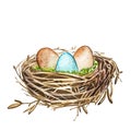 Hand drawn watercolor art bird nest with eggs , easter design. illustration on white background. Royalty Free Stock Photo