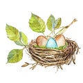 Hand drawn watercolor art bird nest with eggs , easter design. Isolated illustration on white background. Royalty Free Stock Photo