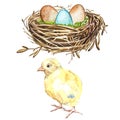 Hand drawn watercolor art bird nest with eggs and rooster, easter design. Isolated illustration on white background. Royalty Free Stock Photo