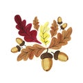 Hand drawn  watercolor autumn oak brown,yellow, dark red leaves with acorns on the branches isolated on white background Royalty Free Stock Photo