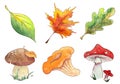 Hand drawn watercolor autumn set of leaves and mushroom isolated on white background. Royalty Free Stock Photo