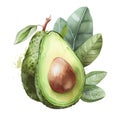 Hand drawn watercolor avocado illustration on white background