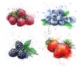 Hand drawn watercolor berries berries on white background