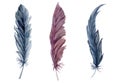 Hand drawn watercolor bird feather plume quill boho tribal ethnic indian blue brown. Single object isolated on white