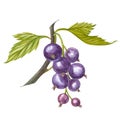 Hand-drawn watercolor blackcurrant. Can be used as a greeting card for background, birthday, mother`s day and so on