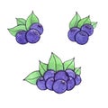 Hand drawn watercolor blueberry set. Vector.