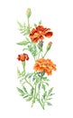 Hand drawn watercolor botanical illustration of Marigold flower