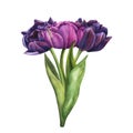 Hand drawn Watercolor Bouquet Flowers Tulips, pink and violet color on white background. Spring Floral Botanical