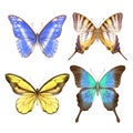 Hand drawn watercolor set of bright colorful realistic butterflies.