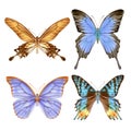 Hand drawn watercolor set of bright colorful realistic butterflies.