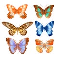 Hand drawn watercolor of bright colorful realistic butterflies.