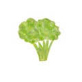 Hand drawn watercolor broccoli isolated on white background. Fresh tasty vegetable, green veggie, vegetarian food Royalty Free Stock Photo