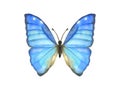 Hand drawn watercolor butterfly Morpho Aega isolated on white Royalty Free Stock Photo