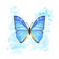 Hand drawn watercolor butterfly Morpho Aega on splattered background Royalty Free Stock Photo