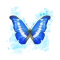 Hand drawn watercolor butterfly Morpho Helena on splattered background