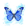 Hand drawn watercolor butterfly Morpho Rhetenor on splattered background
