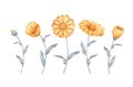 Hand drawn watercolor calendula flower set