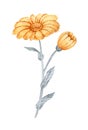 Hand drawn watercolor calendula flower