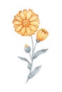 Hand drawn watercolor calendula flower