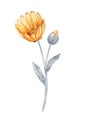 Hand drawn watercolor calendula flower