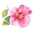 Watercolor camellia. Collection of camellias, buds and leaves