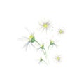 Hand drawn watercolor camomile with green leaves set, isolated on white background Royalty Free Stock Photo