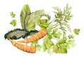 Hand drawn watercolor carrot vegetable for diet and healthy lifestyle, green salad mix vegan cooking. Illustration