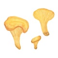 Hand drawn watercolor chanterelle mushrooms, autumn forest illustration, seasonal watercolor set, symbol of autumn