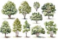 Hand-Drawn Watercolor Chestnut Trees Collection: A Forest of Chestnut Trees .
