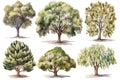 Hand-Drawn Watercolor Chestnut Trees Collection: A Forest of Chestnut Trees .