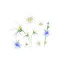 Hand drawn watercolor Chicory and camomile with green leaves set, isolated on white background Royalty Free Stock Photo