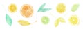 Hand drawn watercolor citrus fruit and leaf set, pastel illustration of lemon, lime and orange slices. Aquarelle sketch of eco Royalty Free Stock Photo