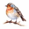 Hand-drawn Watercolor Clipart: Cute Little Robin On White Background Royalty Free Stock Photo
