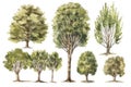 Hand-Drawn Watercolor Collection of Alder Trees in a Forest .