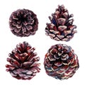 Hand-drawn Watercolor Collection of Pine Cones Isolated on White